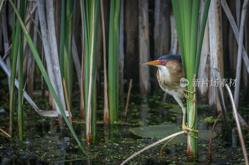 最小的麻鸦，(Ixobrychus exilis)， Avetorillo Americano, Petit Blongios。